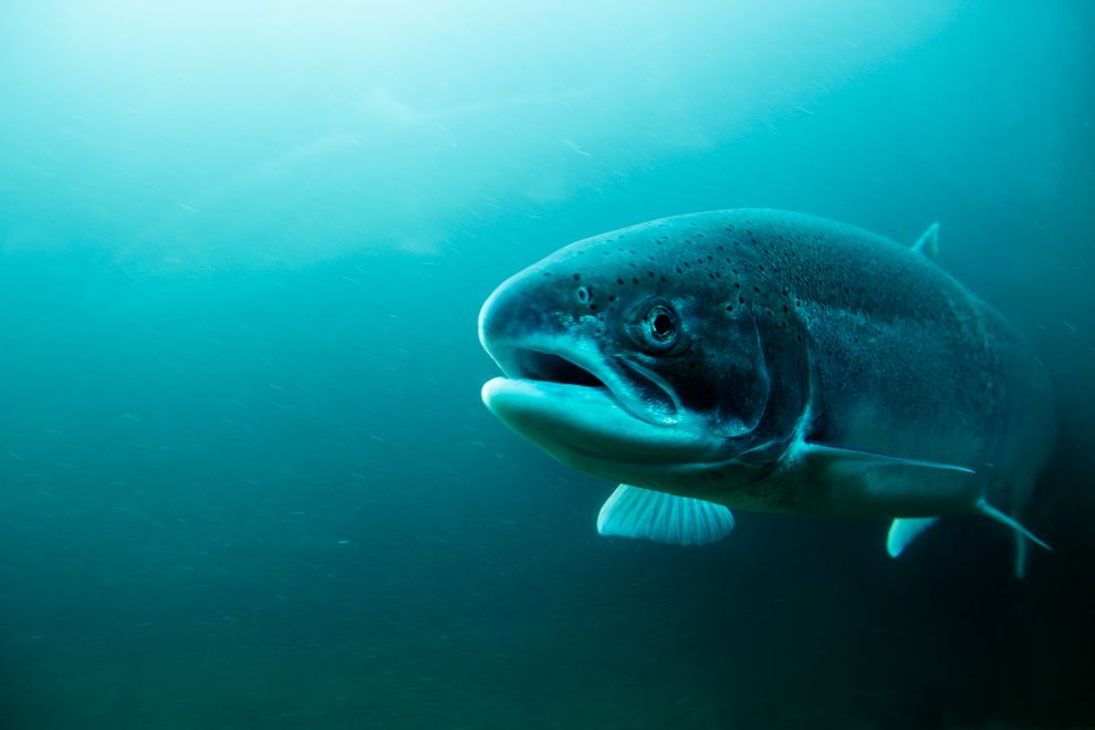Atlantic salmon.