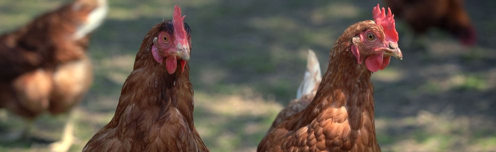 Brown hens.