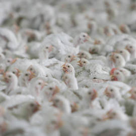 Tightly Packed Broiler Chickens