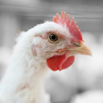 E.Leclerc se compromite con el Compromiso Europeo del Pollo