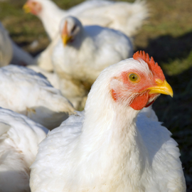 11 Broilers (1)