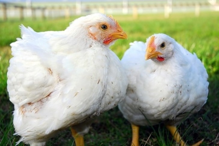 12Broilers Eligibilitycriteria (1)