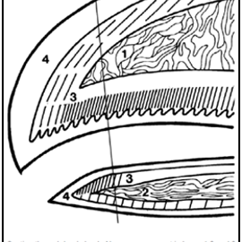 Beak Trimming Image