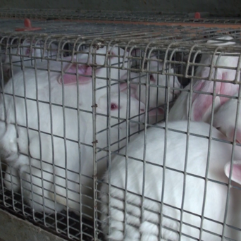 Rabbit Meat Production in the EU