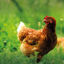 Gallina in primo piano campo