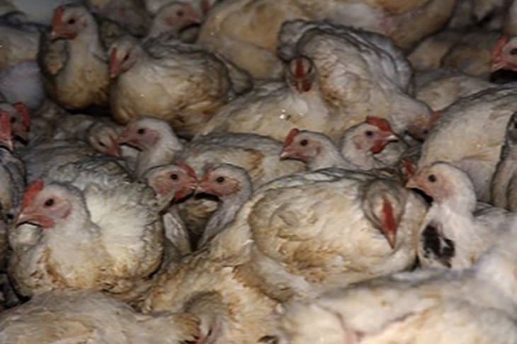 Broilers_Crammed.jpg