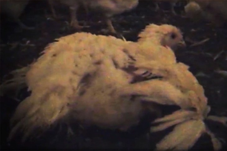 Lame-Chicken.jpg