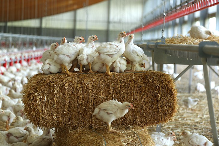 Broilers-on-straw-bale2.jpg