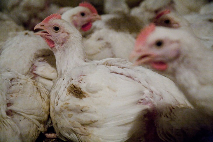 Broiler-Chicken-image_CIWF.jpg