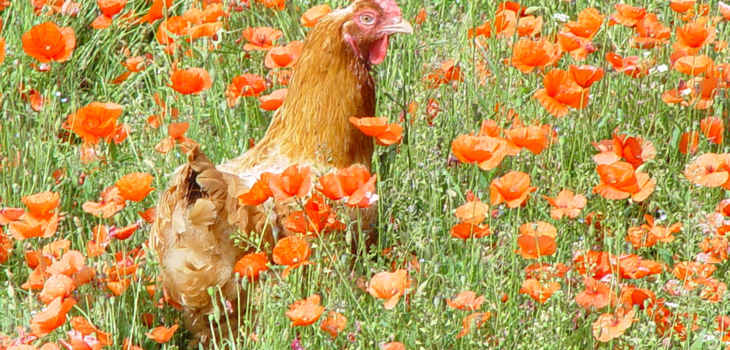 Hens in poppies