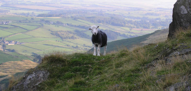 Sheep on hill 2000x1300.jpg