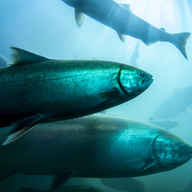 Atlantic Salmon - iStock-998165868 - lower res.jpg