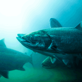 Atlantic Salmon iStock-1133474864 - lower res.png