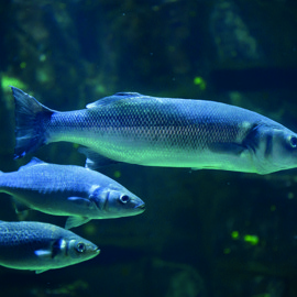 Sea bass iStock-621692256 copy.jpg