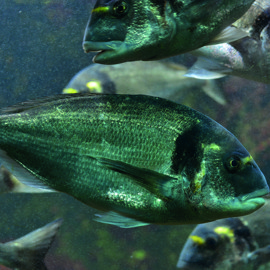 Seabream shutterstock_510249910 copy.jpg