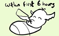 Illustration baby calf with bottle milk within first six hours